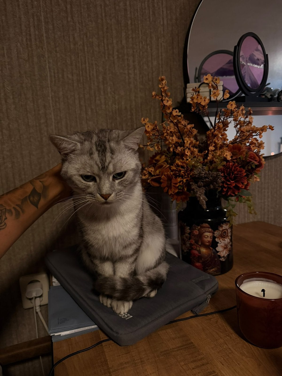 Britse korthaar man 2 jaar gecastreerd, Dieren en Toebehoren, Kater