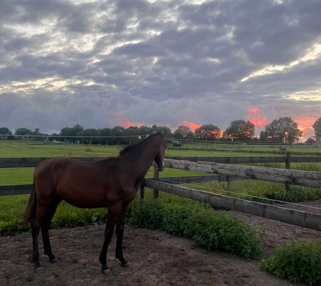 Gezocht: zomerweidegang voor jaarling, Dieren en Toebehoren, Stalling en Weidegang, Weidegang, 1 paard of pony