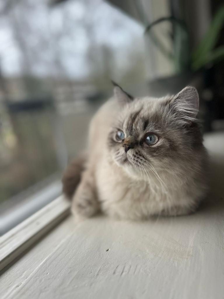 Dekkater