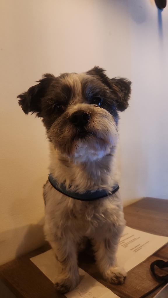 Shih tzu (Chizu) dek reu aangeboden, Dieren en Toebehoren, 6 jaar of ouder, Reu, Eén hond, Nederland