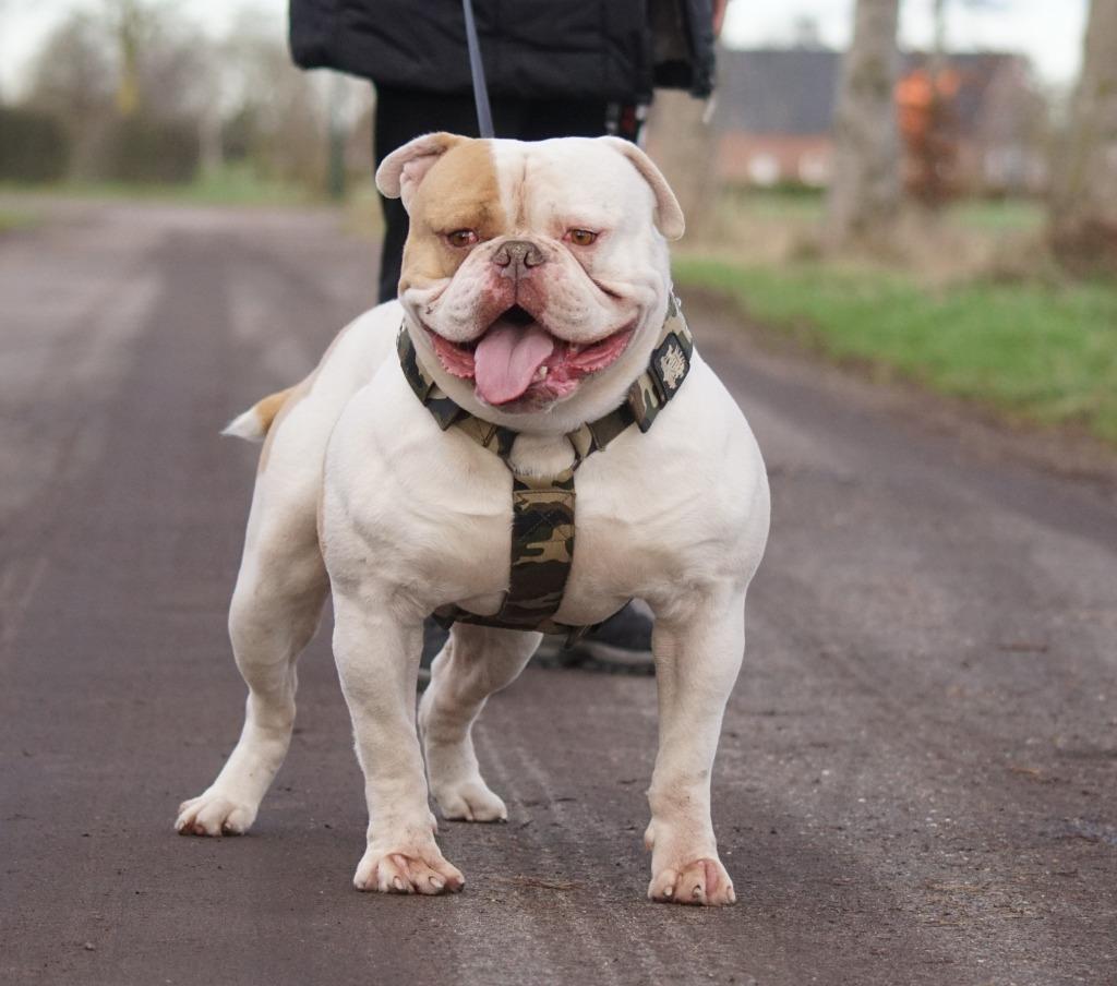 Amerikaanse bulldog reu zoekt een huisje, Dieren en Toebehoren, Honden | Bulldogs, Pinschers en Molossers, Reu, Parvo, Bulldog