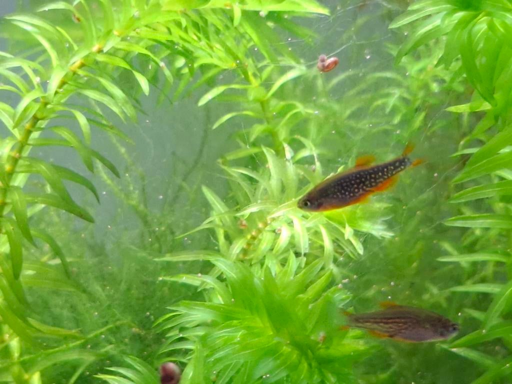 Eitjes en jonge vissen Hemelse parel danio Rasbora Galaxy, Dieren en Toebehoren, Vis