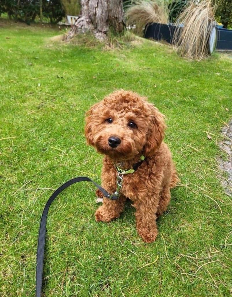 Toypoedel dekreu, Reu, 1 tot 2 jaar, Eén hond, Nederland