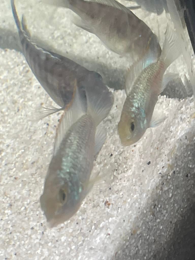Bleu acara, Dieren en Toebehoren, Vissen | Aquariumvissen, Vis