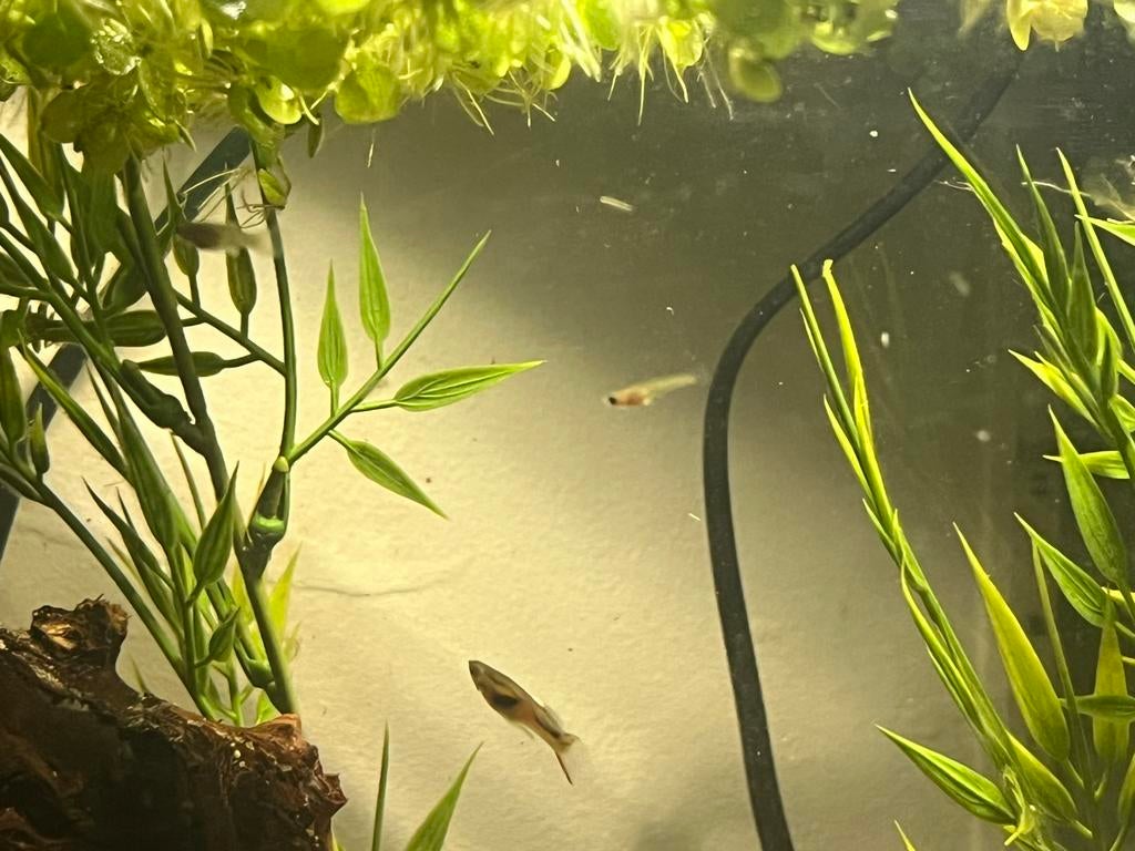 Guppy’s, Dieren en Toebehoren, Vis, Zoetwatervis