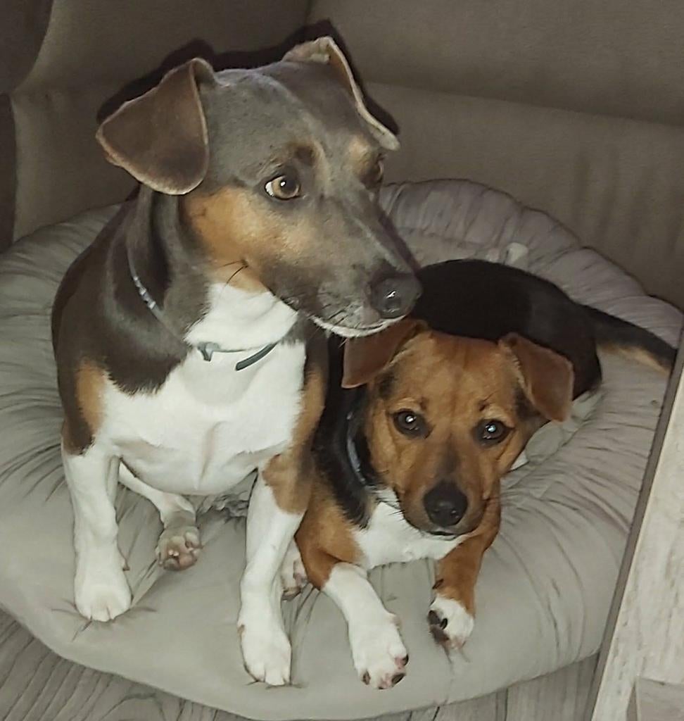 Ter dekking mijn lieve jack russell blue, Dieren en Toebehoren, Honden | Jack Russells en Terriërs, 6 jaar of ouder, Jack Russell Terriër