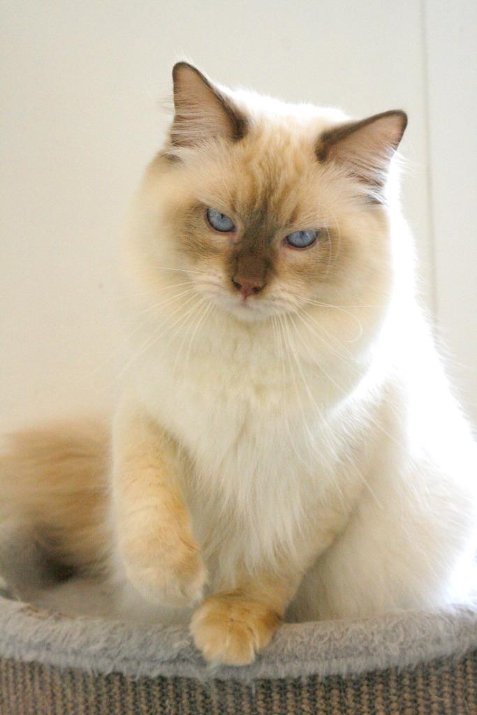 Ter dekking: Ragdoll dekkater Cinnamon point met stamboom!, 0 tot 2 jaar