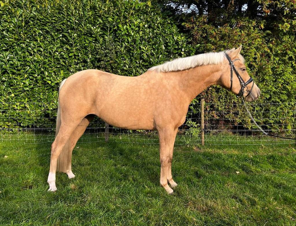 E-pony merrie, Zadelmak, 3 tot 6 jaar, Merrie, Gechipt