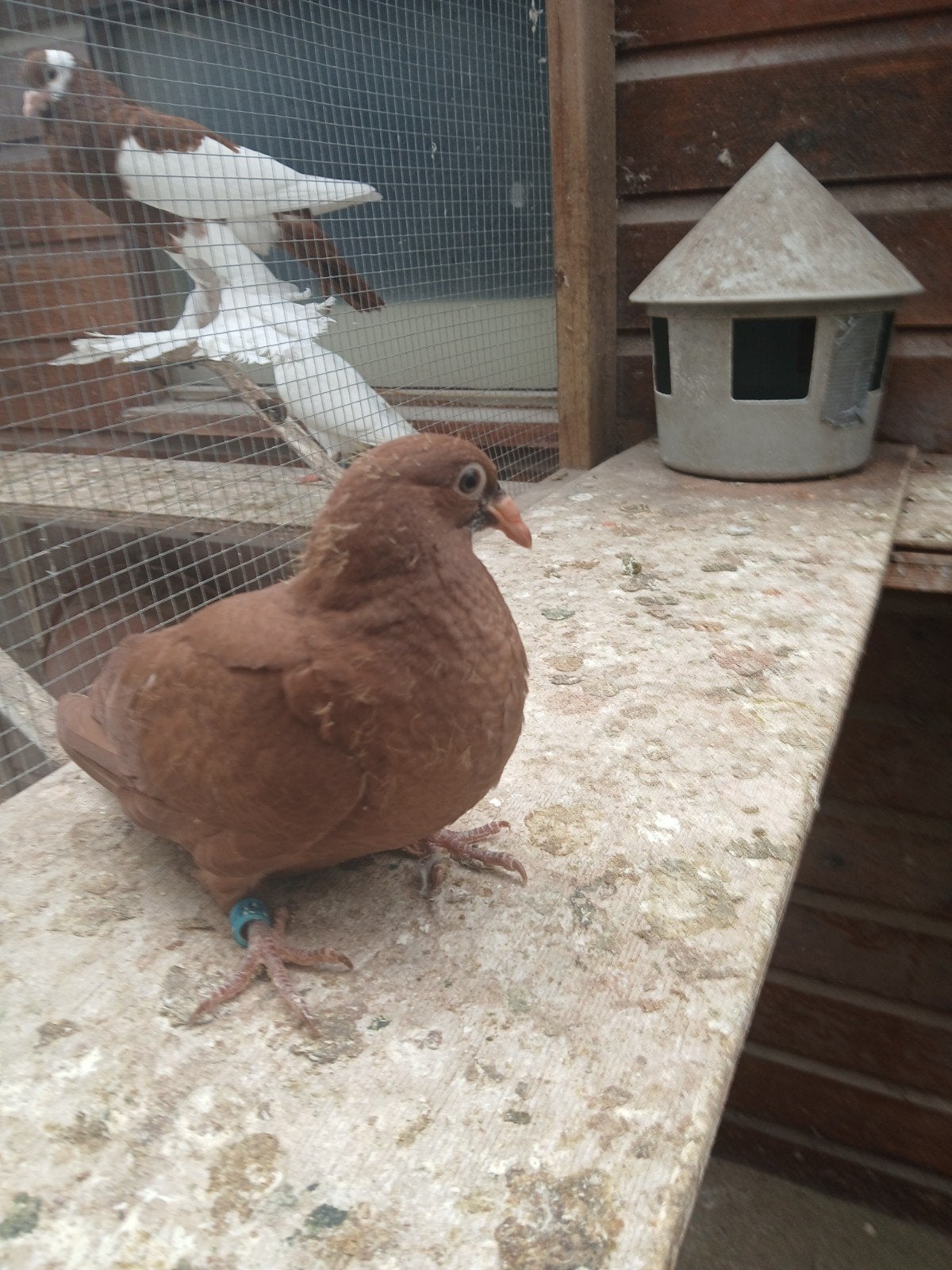 Jonge postduif rood jong, Dieren en Toebehoren, Vogels | Duiven, Geslacht onbekend, Postduif