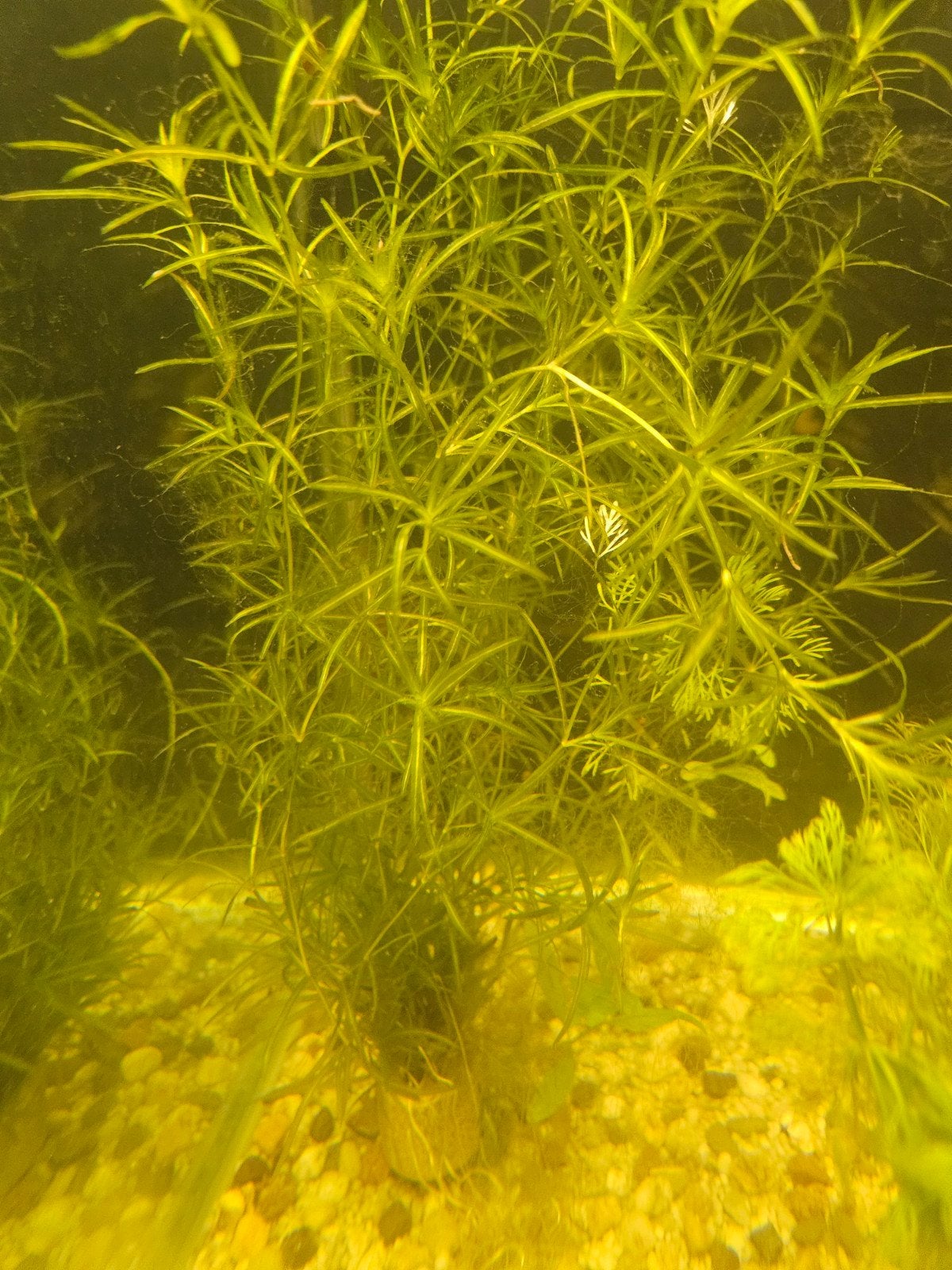 Vallisneria spiralis - Bos - Aquariumplant, Ophalen of Verzenden