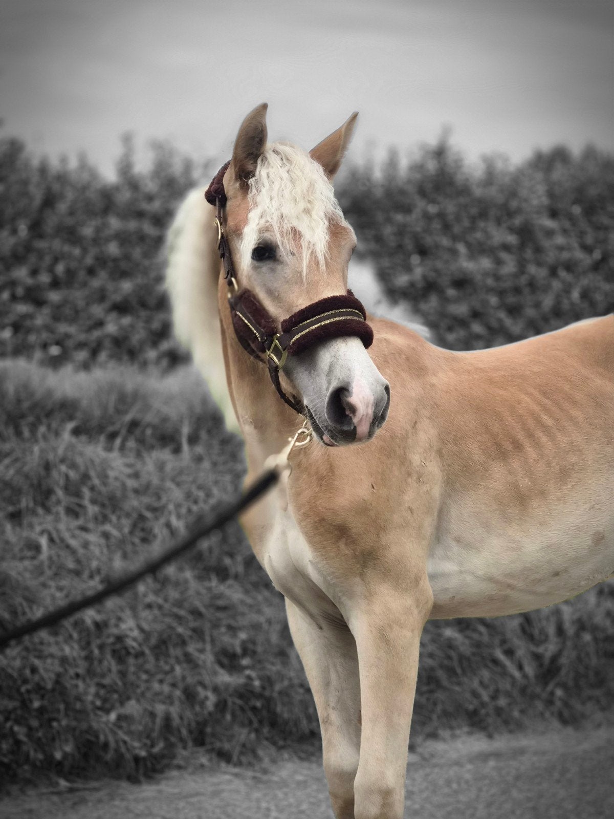 Haflinger ruin, Dieren en Toebehoren, Minder dan 160 cm, Met stamboom, Ruin, 0 tot 2 jaar