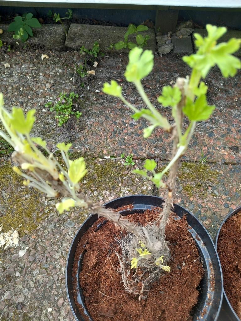 Kruisbes Wit...🫒🫒 Biologisch, Ophalen, Vaste plant, Fruitplanten, Volle zon