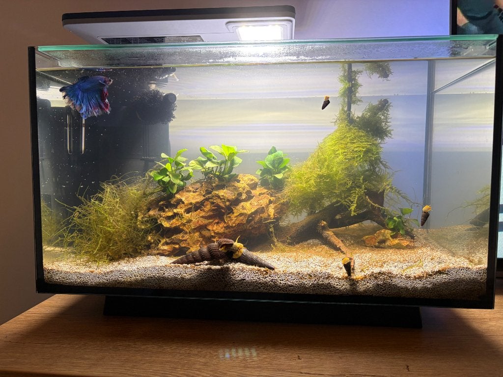 akwarium o pojemności 30 litrów, Ophalen, Superfish, Inclusief vissen, Gevuld zoetwateraquarium