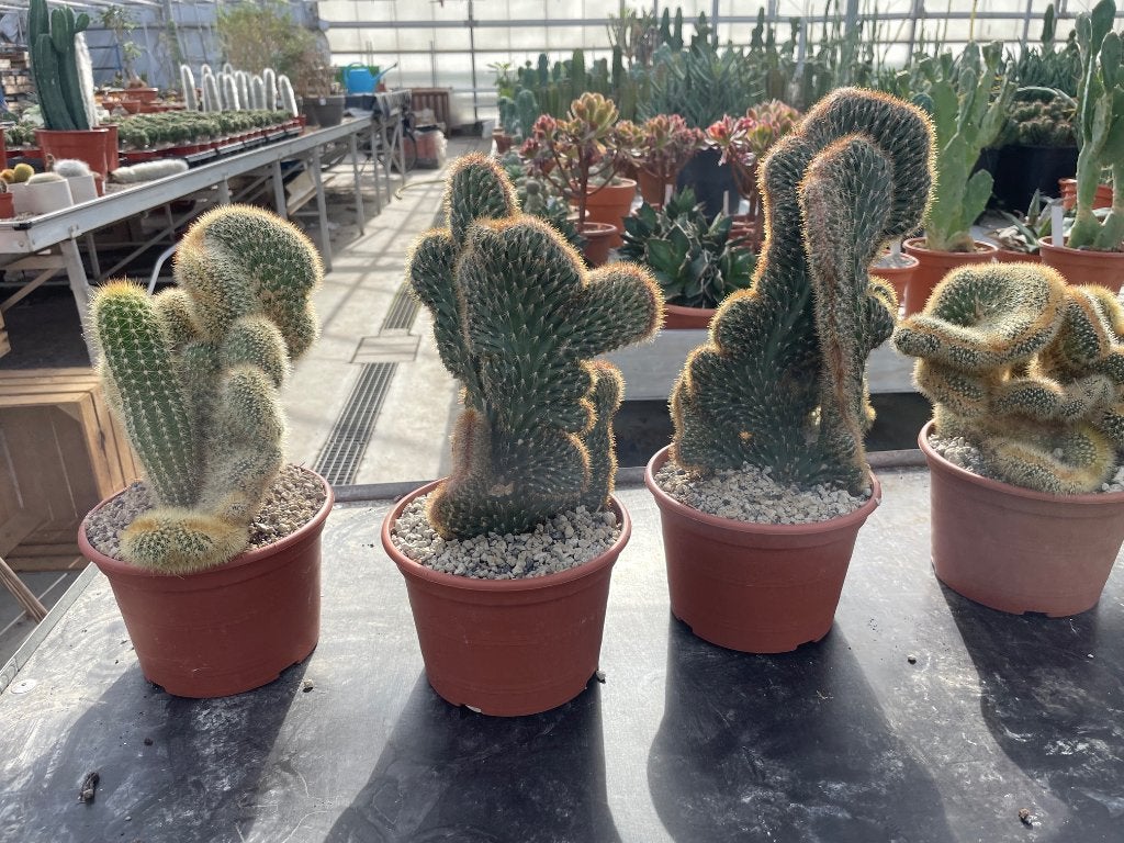 Cactus 2 soorten fraaie Cereus Cristaten IN DE 17cm pot, Ophalen of Verzenden, Minder dan 100 cm, Bloeiende kamerplant, Volle zon
