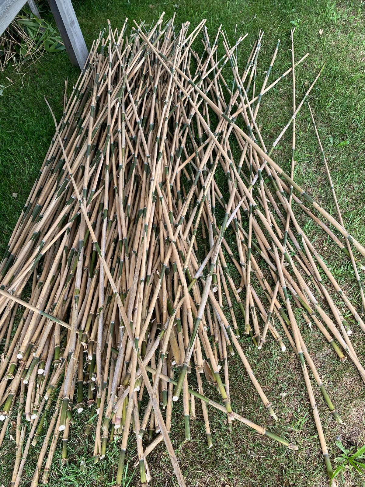 Bamboe/bamboo stokken voor tuin of decoratie, Tuin en Terras, Palen, Balken en Planken, Ophalen, Nieuw, 250 cm of meer, Overige typen