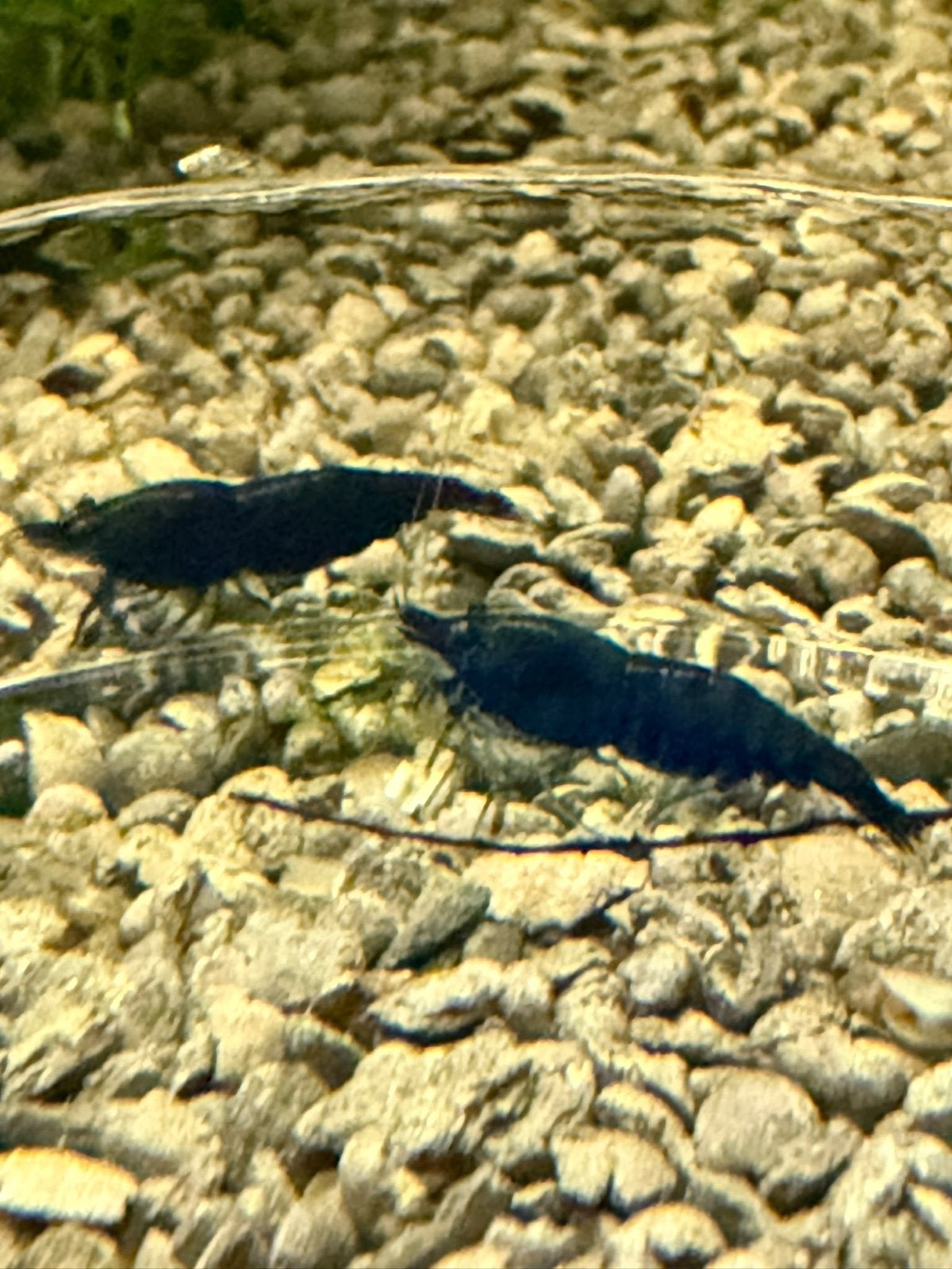 Dark blue / blue diamond neocaridina garnalen, Kreeft, Krab of Garnaal, Zoetwatervis, Schoolvis