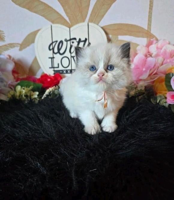 😻 Ragdoll kittens ouders getest met 2 jaar garantie 😻, Meerdere dieren, Gechipt