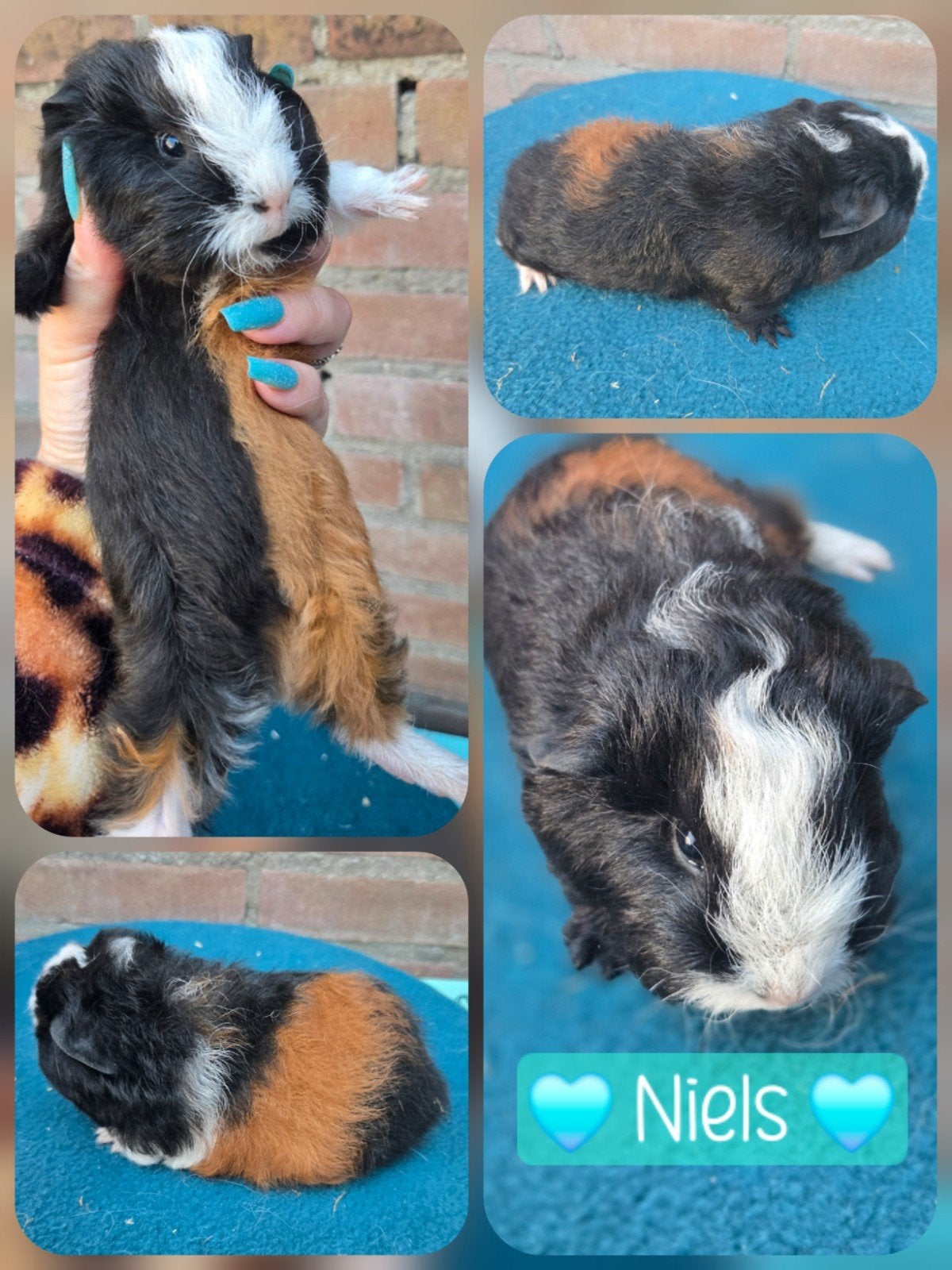 CH Teddy cavia beertjes, Cavia, Mannelijk, Tam, September