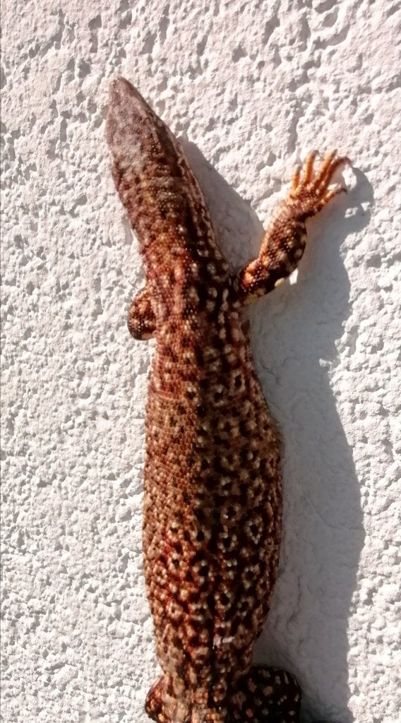 Varanus Acanthurus red ackie female adult