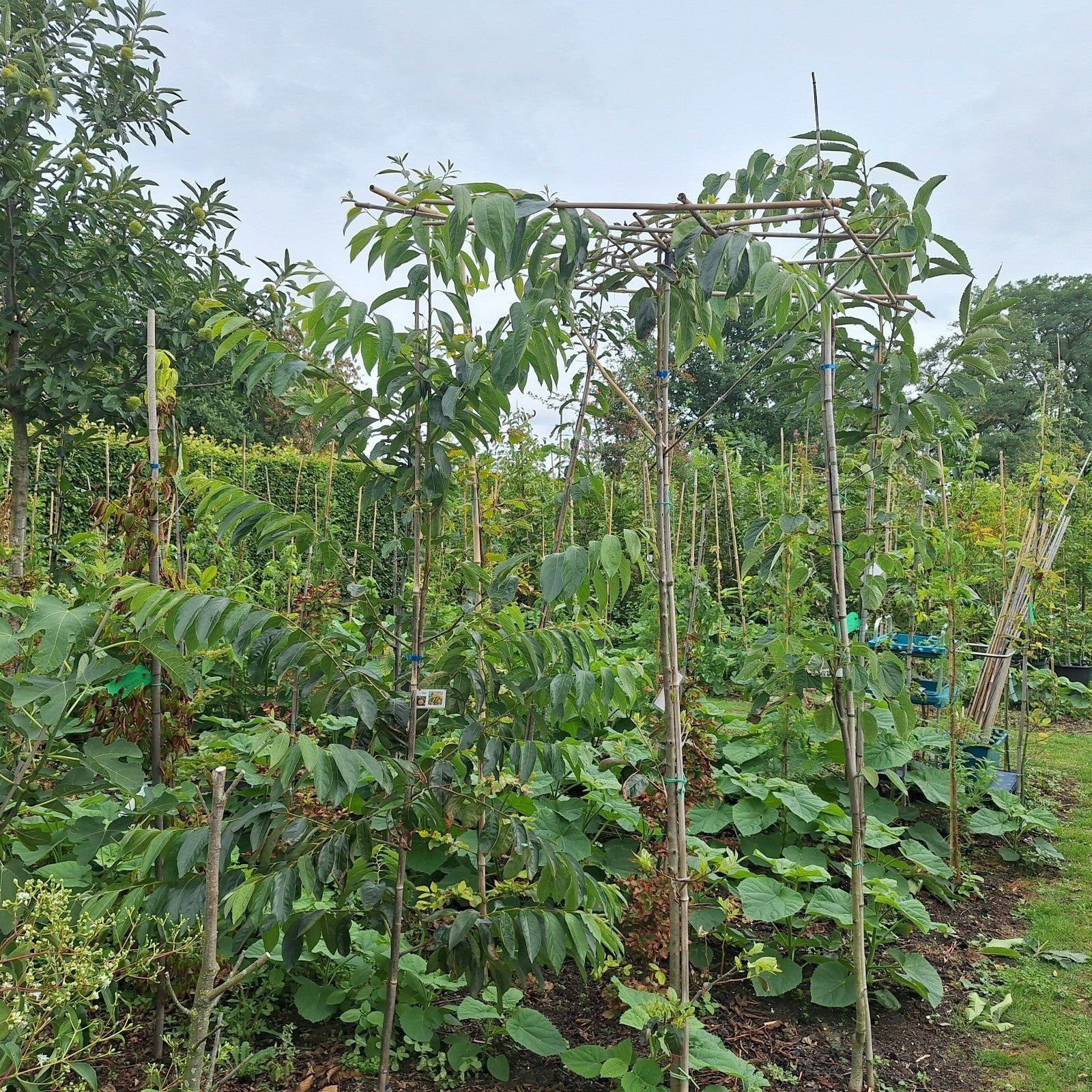 PLANTENMARKT zaterdag 5 september, Overige soorten, 100 tot 250 cm, Zomer, Ophalen