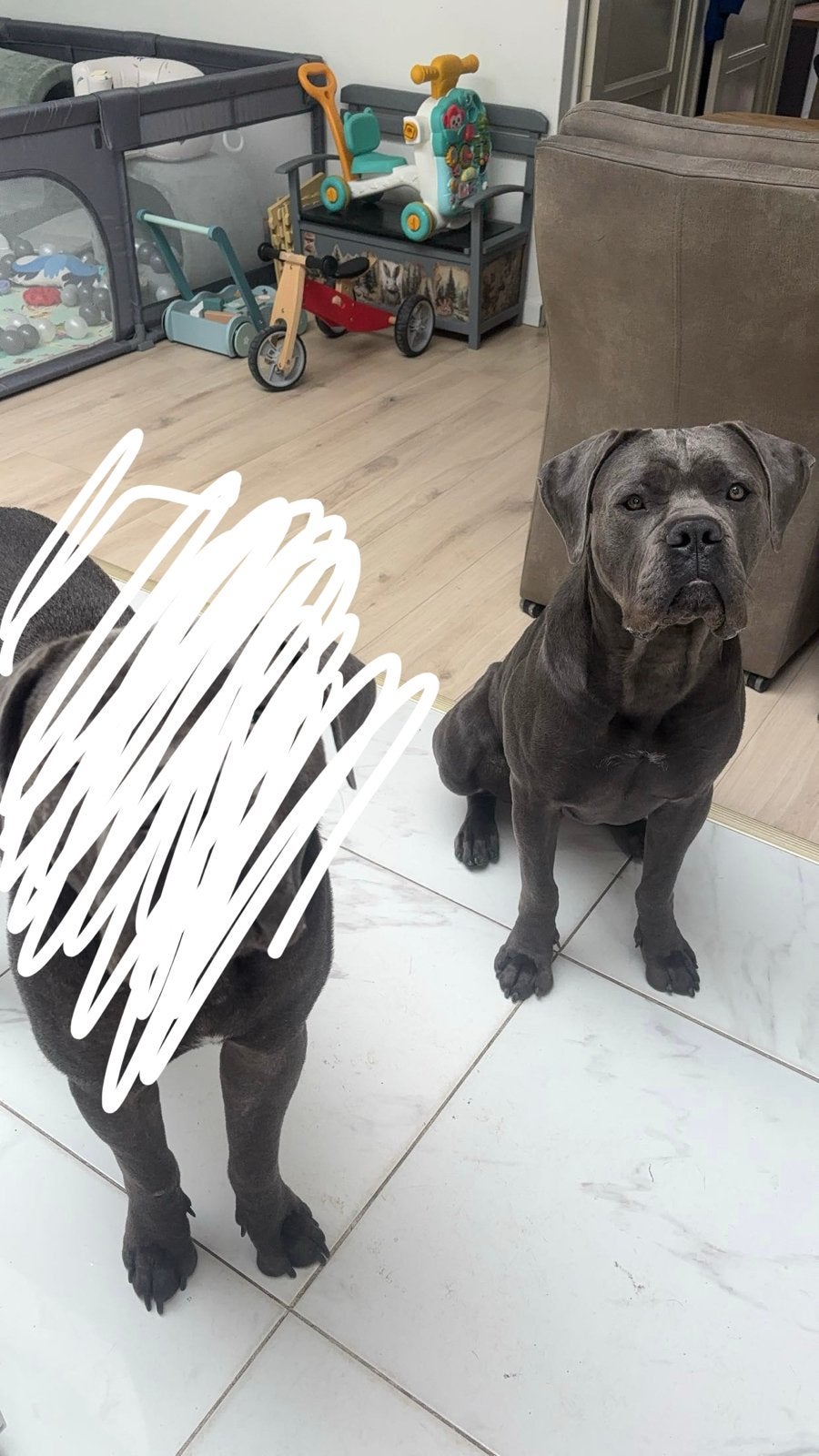 Cane corso, Overige rassen, 1 tot 2 jaar, Teef, Parvo