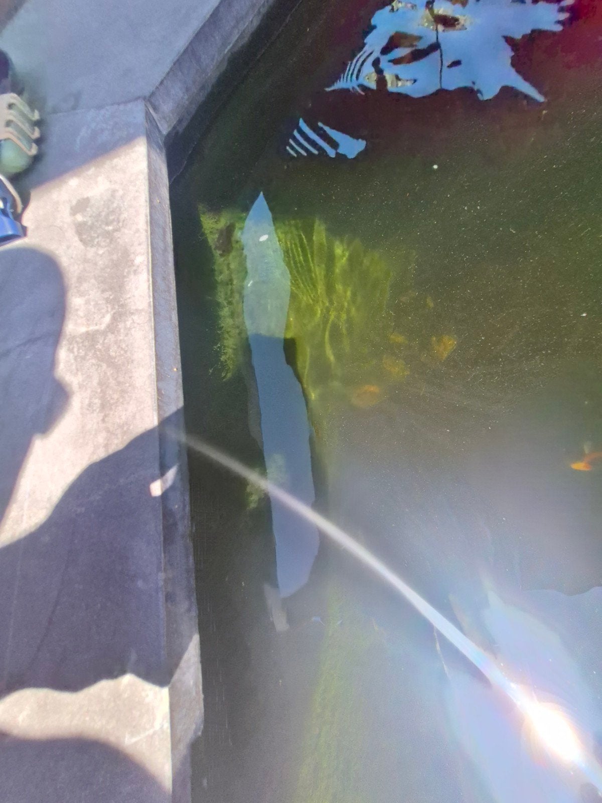 garra rufa, Dieren en Toebehoren, Overige soorten