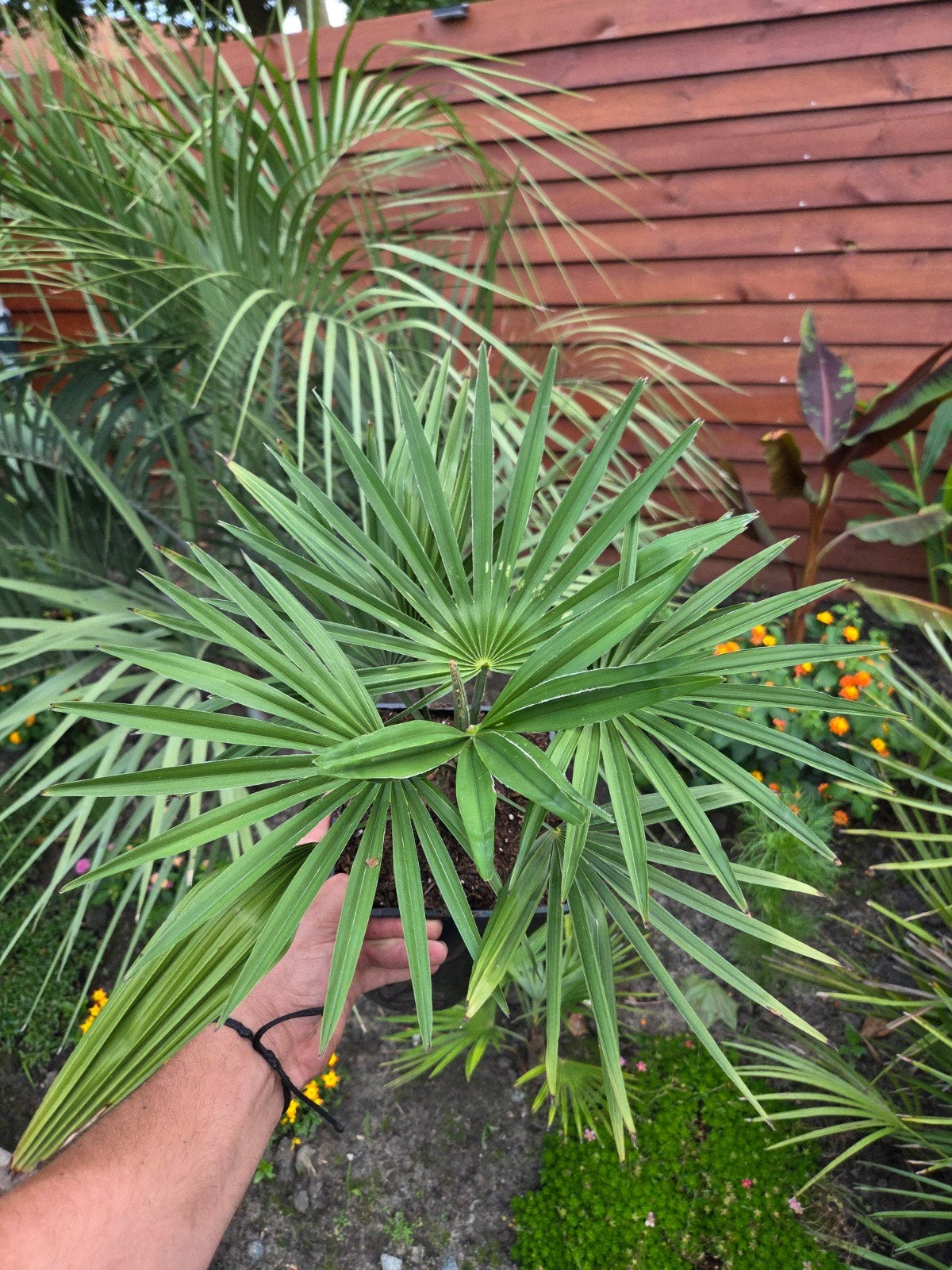 Princeps 'new form' X Princeps, Overige soorten, Volle zon, Vaste plant, Ophalen of Verzenden