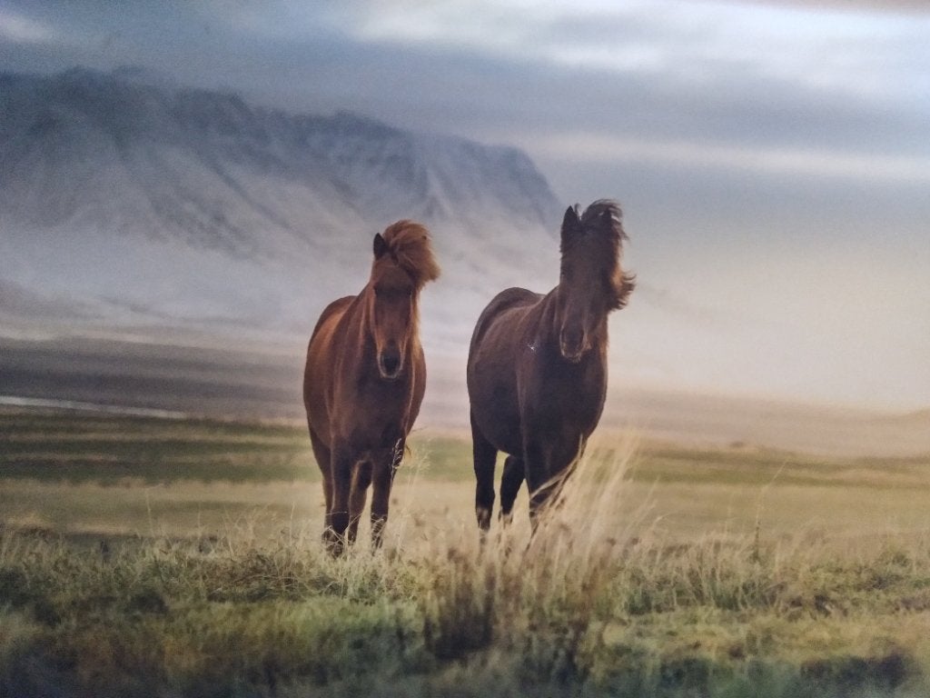 Schilderij ijslanders, Ophalen, Gebruikt, Paard, Overige typen