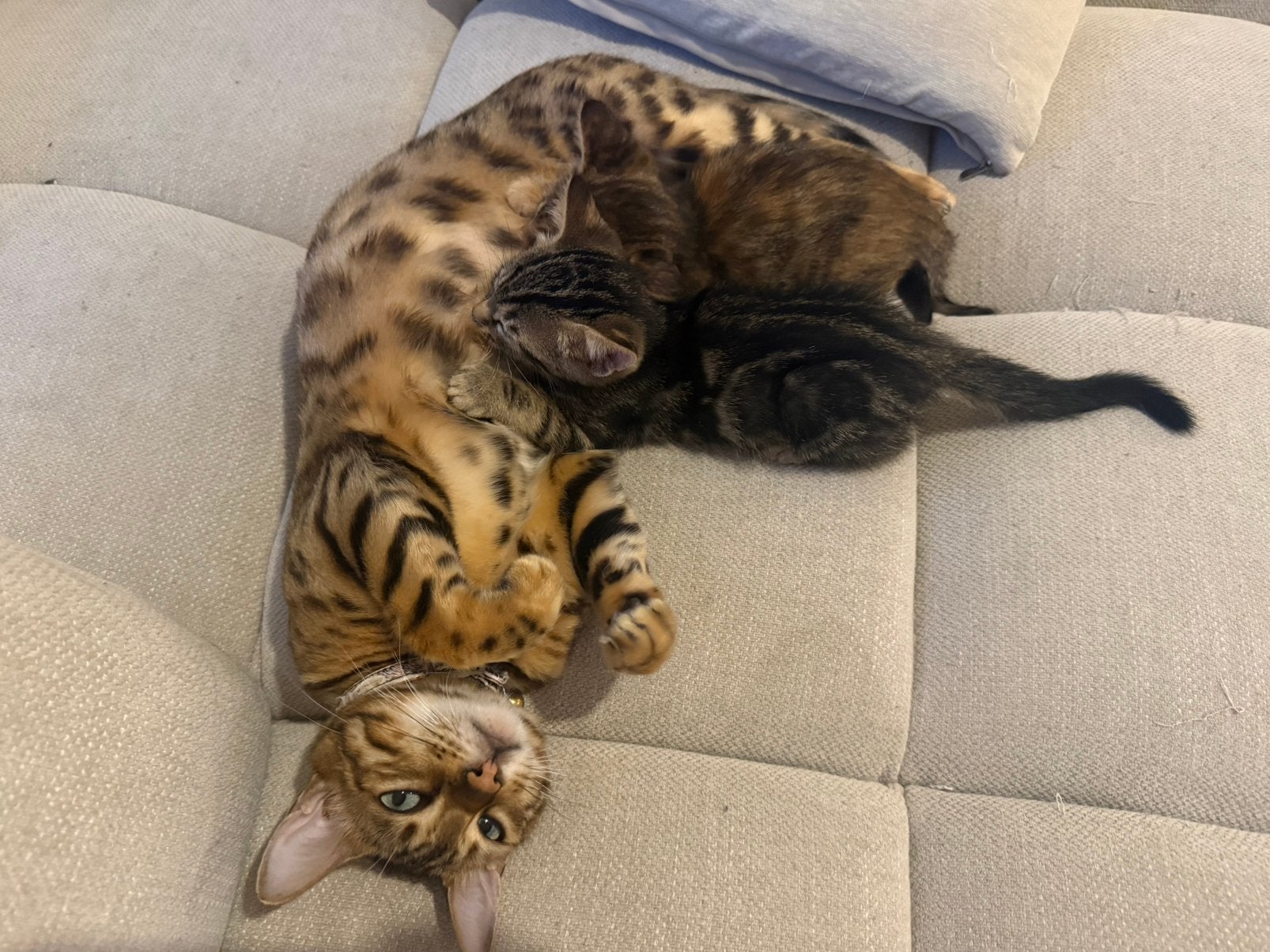 Half bengaal kitten