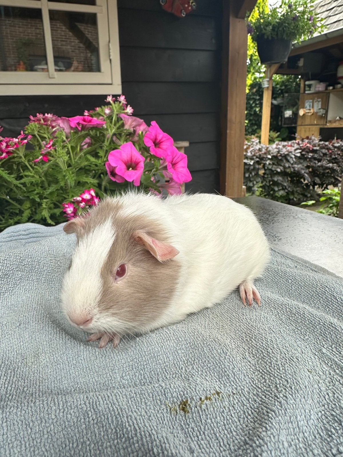3 lieve jonge Cavia zeugje en beertjes zoeken huisje!, Dieren en Toebehoren, Knaagdieren, Cavia, April, Meerdere dieren, Tam
