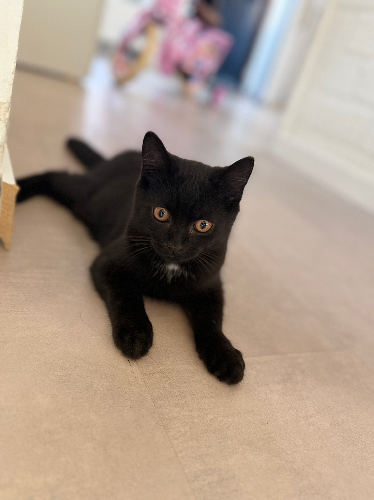 Kitten te koop, Poes
