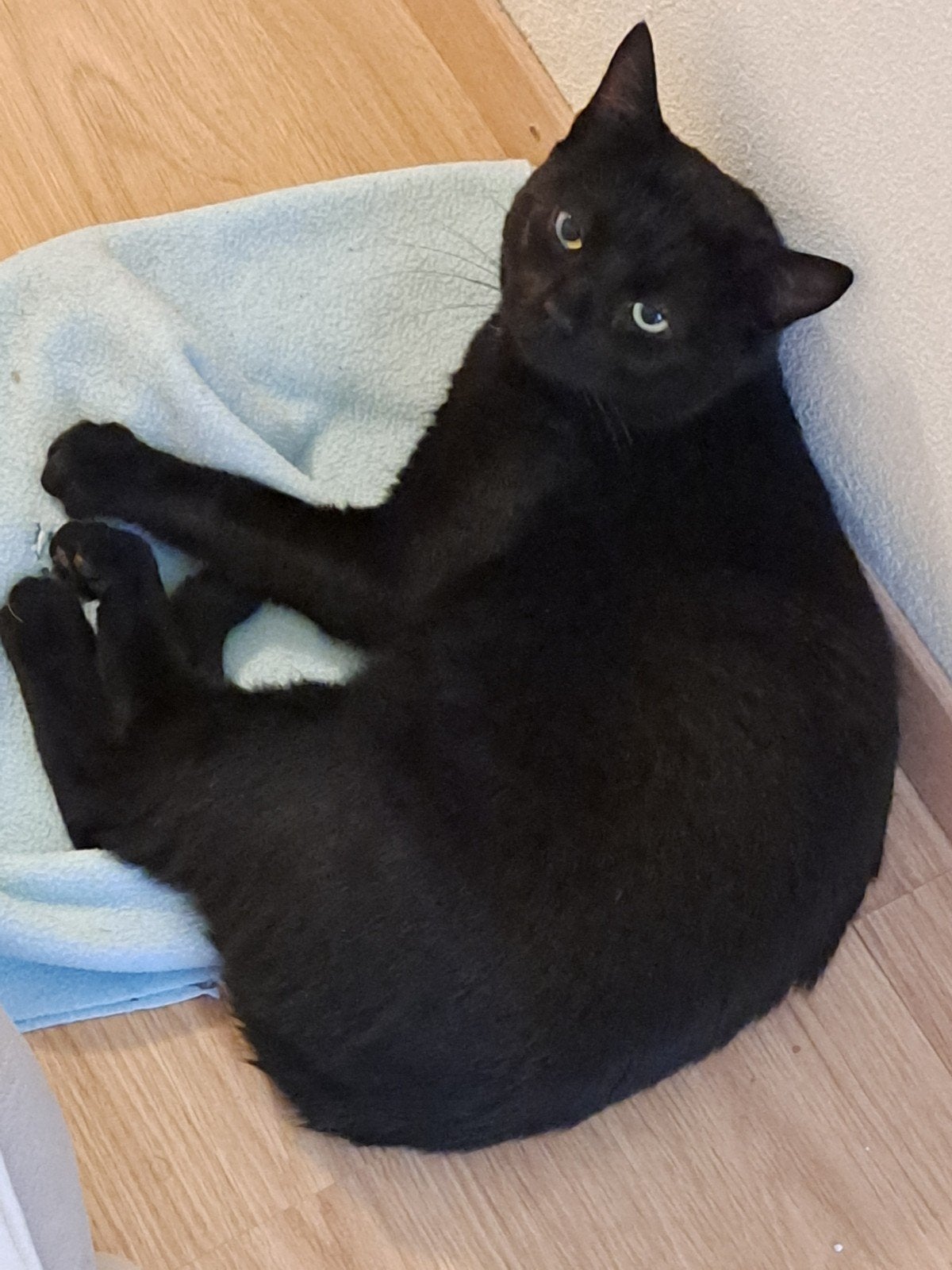 Lieve zwarte kater zoekt een nieuw huisje, Dieren en Toebehoren, Kater, Kortharig, 0 tot 2 jaar