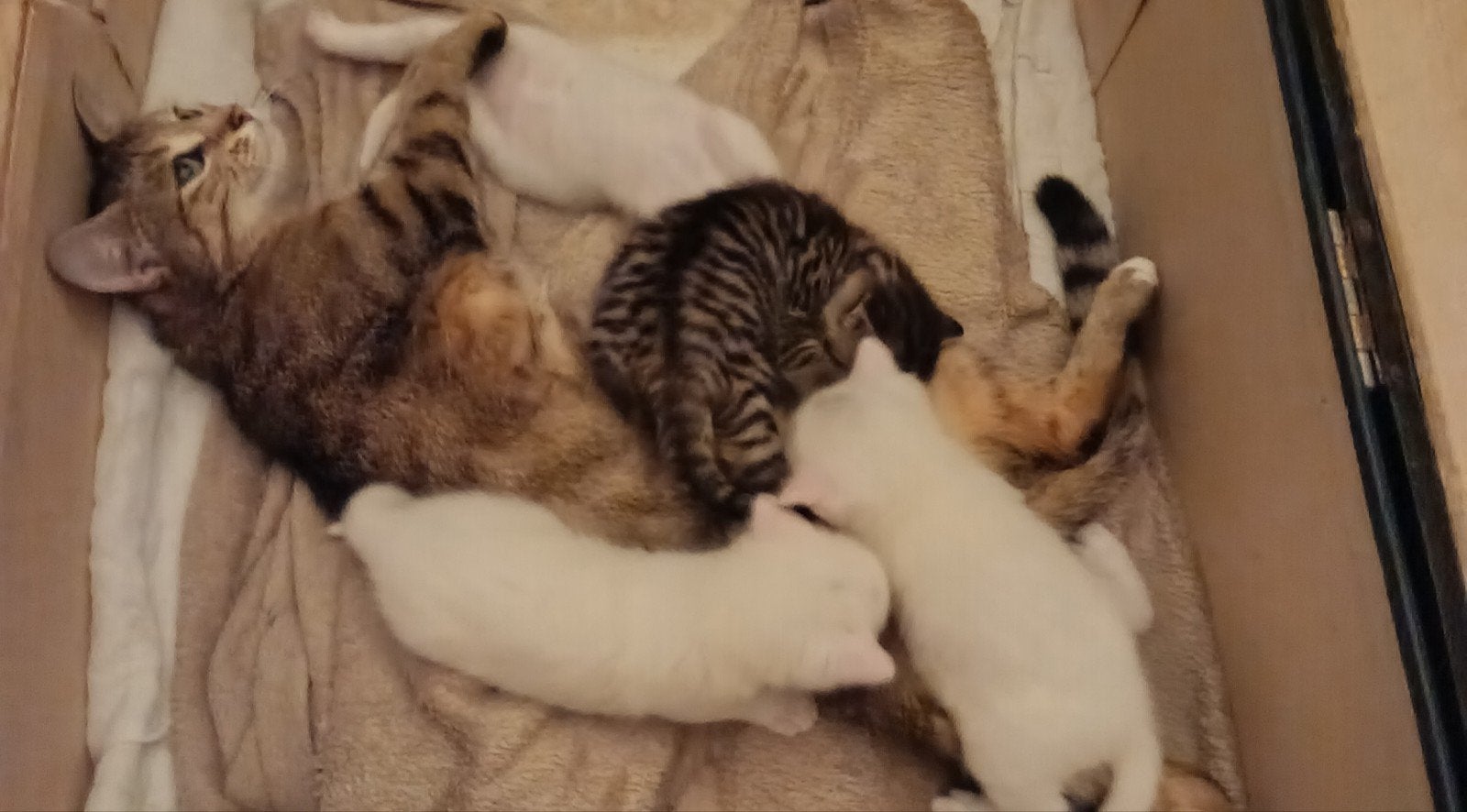 4 super lieve kittens te koop, Dieren en Toebehoren, Katten en Kittens | Raskatten | Korthaar