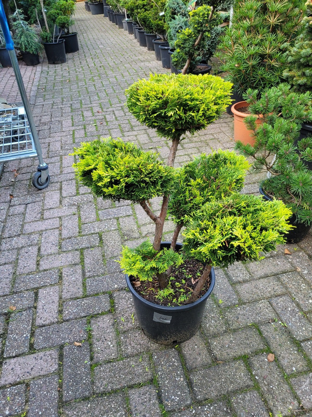 Super mooie vormsnoei schalen - Unieke plant voor uw tuin, Vaste plant, Bloeit niet, Halfschaduw, Ophalen