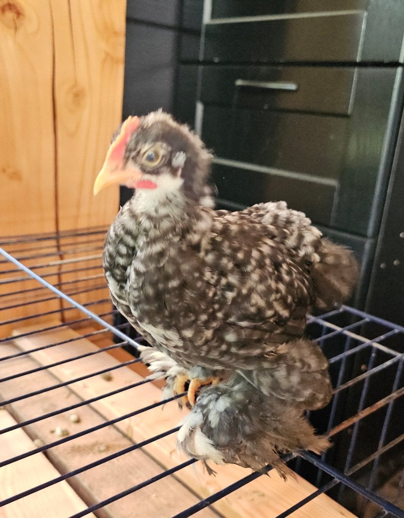 Gratis af te halen: cochinkriel haantje, Dieren en Toebehoren, Mannelijk, Tam