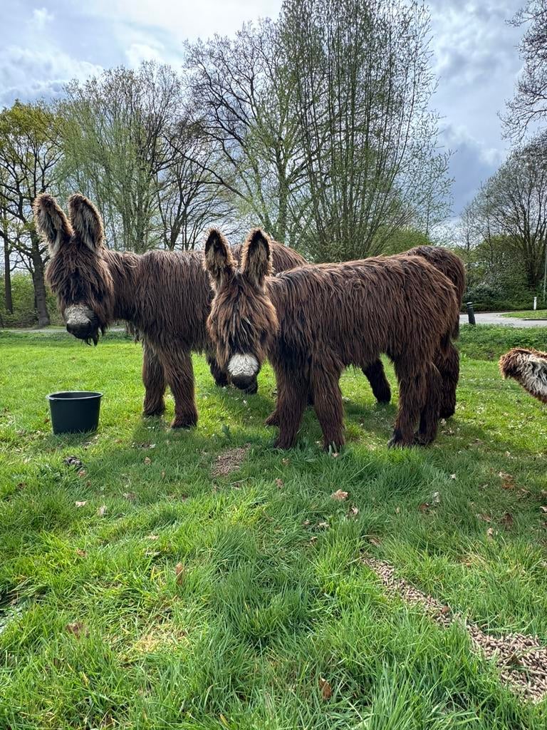 "mini" poitou ezel hengst, Dieren en Toebehoren, Overige Dieren, Juni, Mannelijk
