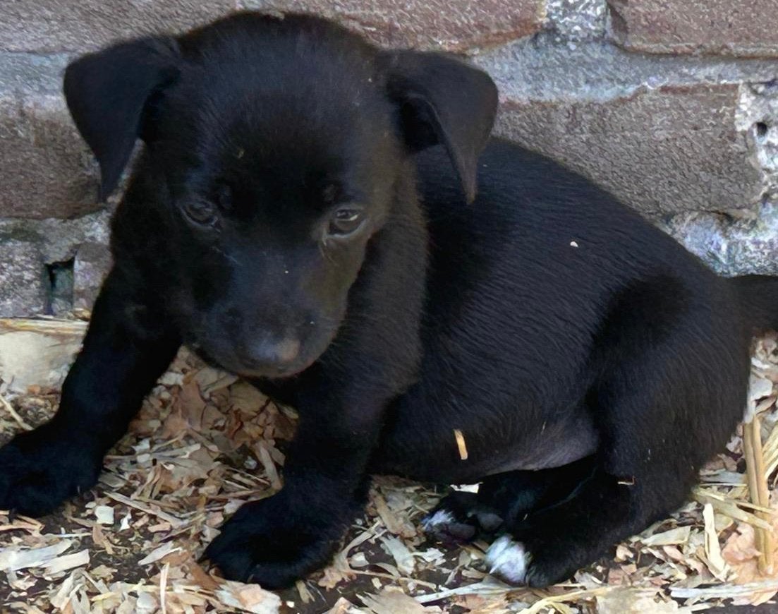 Jack Russel pups, Dieren en Toebehoren, Honden | Jack Russells en Terriërs, Parvo, Jack Russell Terriër, 8 tot 15 weken, Meerdere