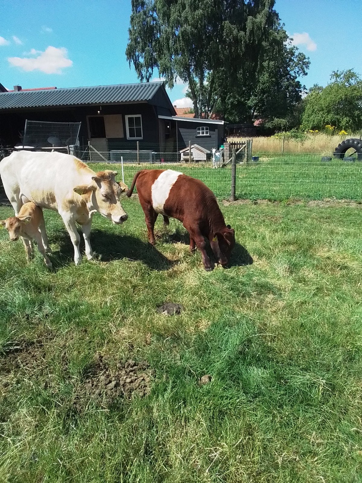 Te koop: mooie lakenvelder stiertje, Dieren en Toebehoren, Runderen, Mannelijk