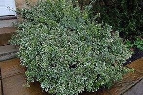 Euonymus Emerald Gaiety (zilverbonte kardinaalsmuts) pot, Ophalen, Overige soorten, Halfschaduw