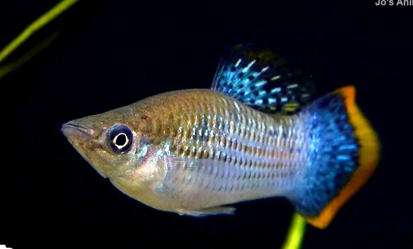 Poecillia Mexicana levendbarende, Dieren en Toebehoren, Vissen | Aquariumvissen, Vis, Zoetwatervis