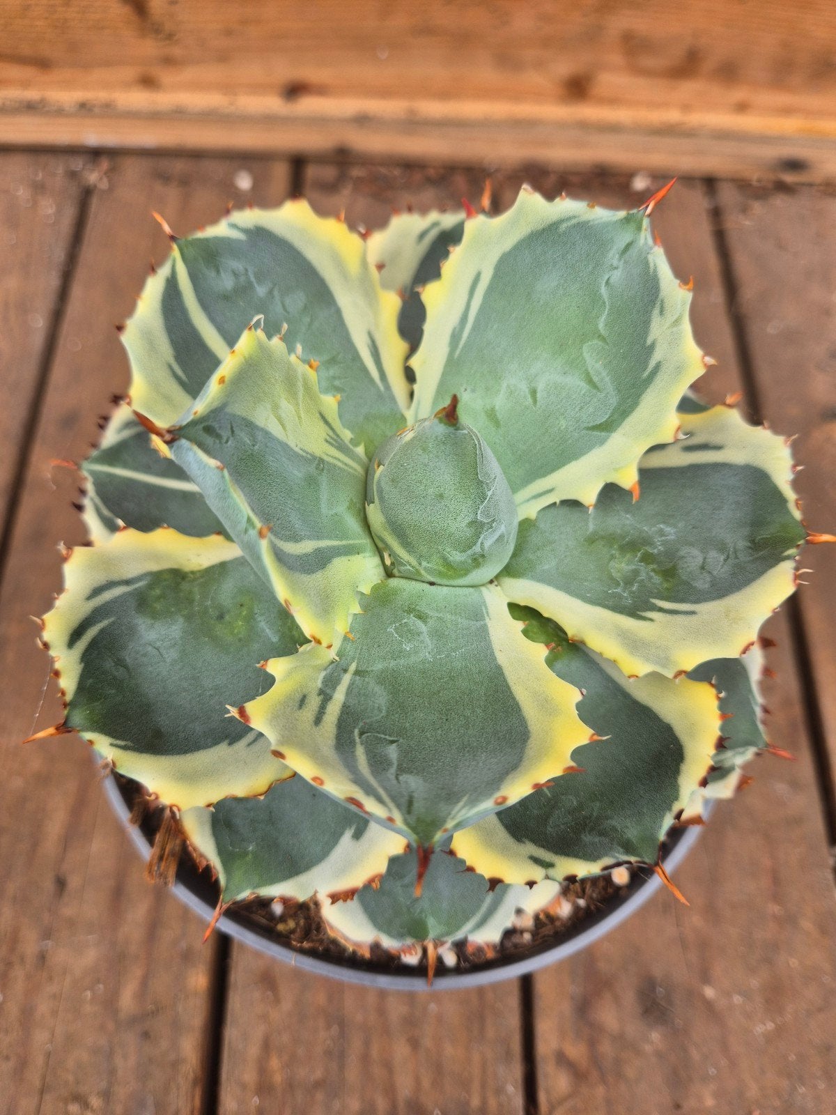 Agave Potatorum Variegata xl p13 (1), Ophalen of Verzenden, Halfschaduw, Minder dan 100 cm
