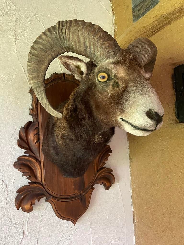 Mouflon preparaat op handgestoken houten schild, Verzamelen, Dierenverzamelingen, Ophalen of Verzenden, Gebruikt, Wild dier, Opgezet dier