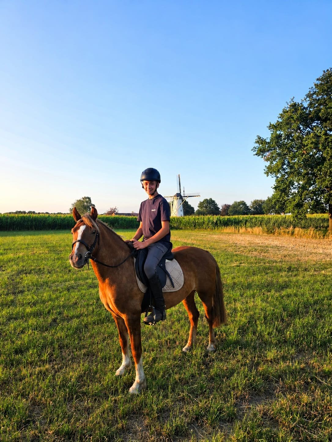 4 jarige Welsh C pony Merrie zadelmak, Merrie, 3 tot 6 jaar