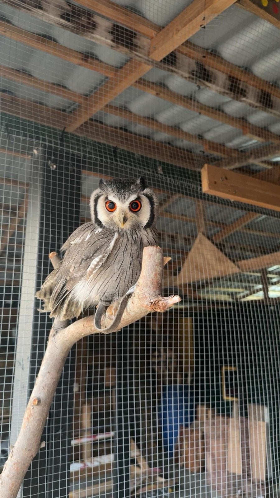 Zuidelijke witwangdwergooruil, Dieren en Toebehoren, Vogels | Overige Vogels, Vrouwelijk, Roofvogel, Tam