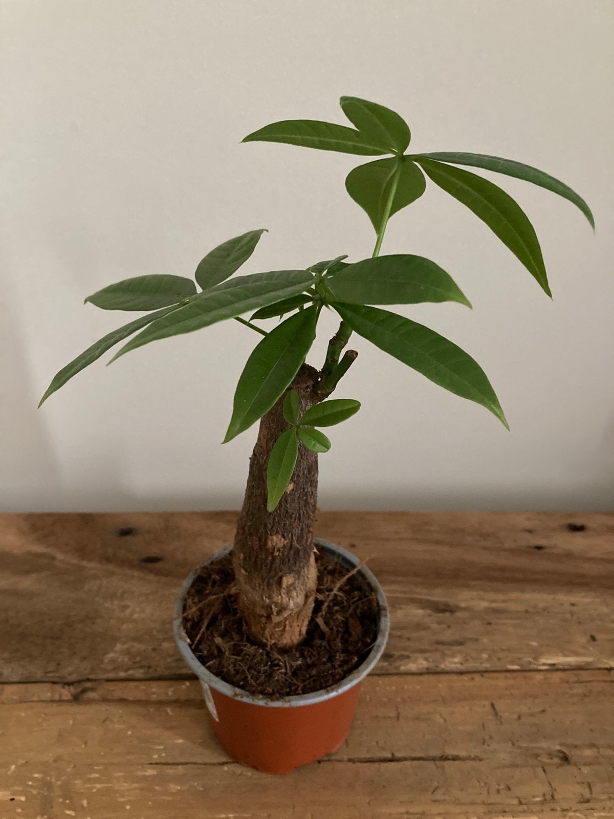 Kamerplant Geldboom Pachira Aquatica., Ophalen, Palm, Halfschaduw, In pot