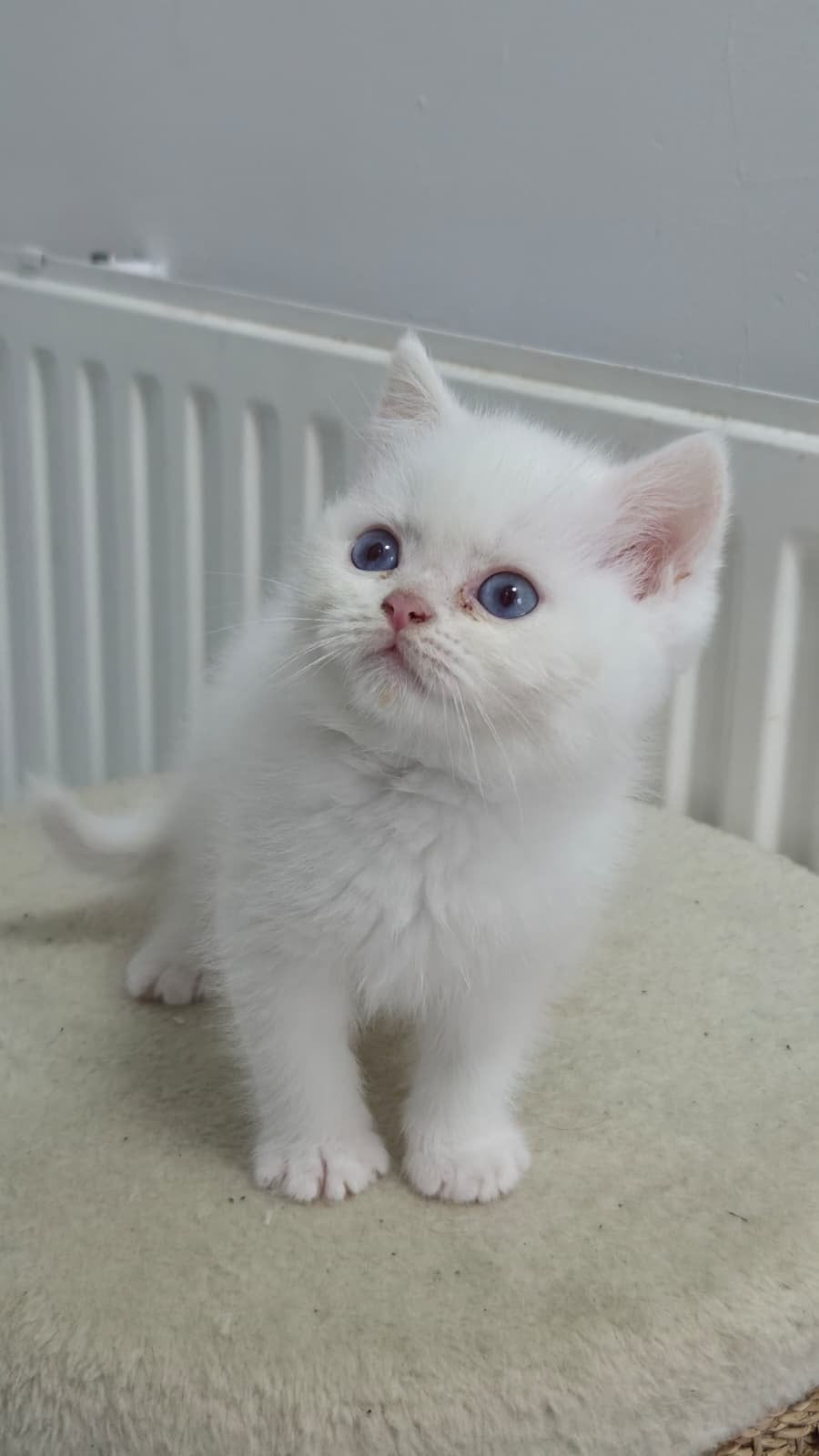 Britse korthaar kittens katters, Dieren en Toebehoren, Kater, Ontwormd