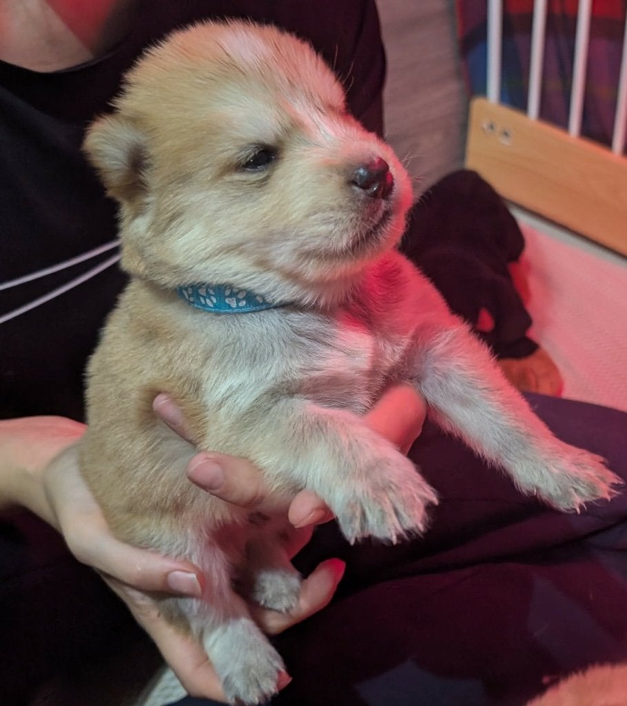 Chowsky pups, België, Particulier, Overige rassen, 8 tot 15 weken