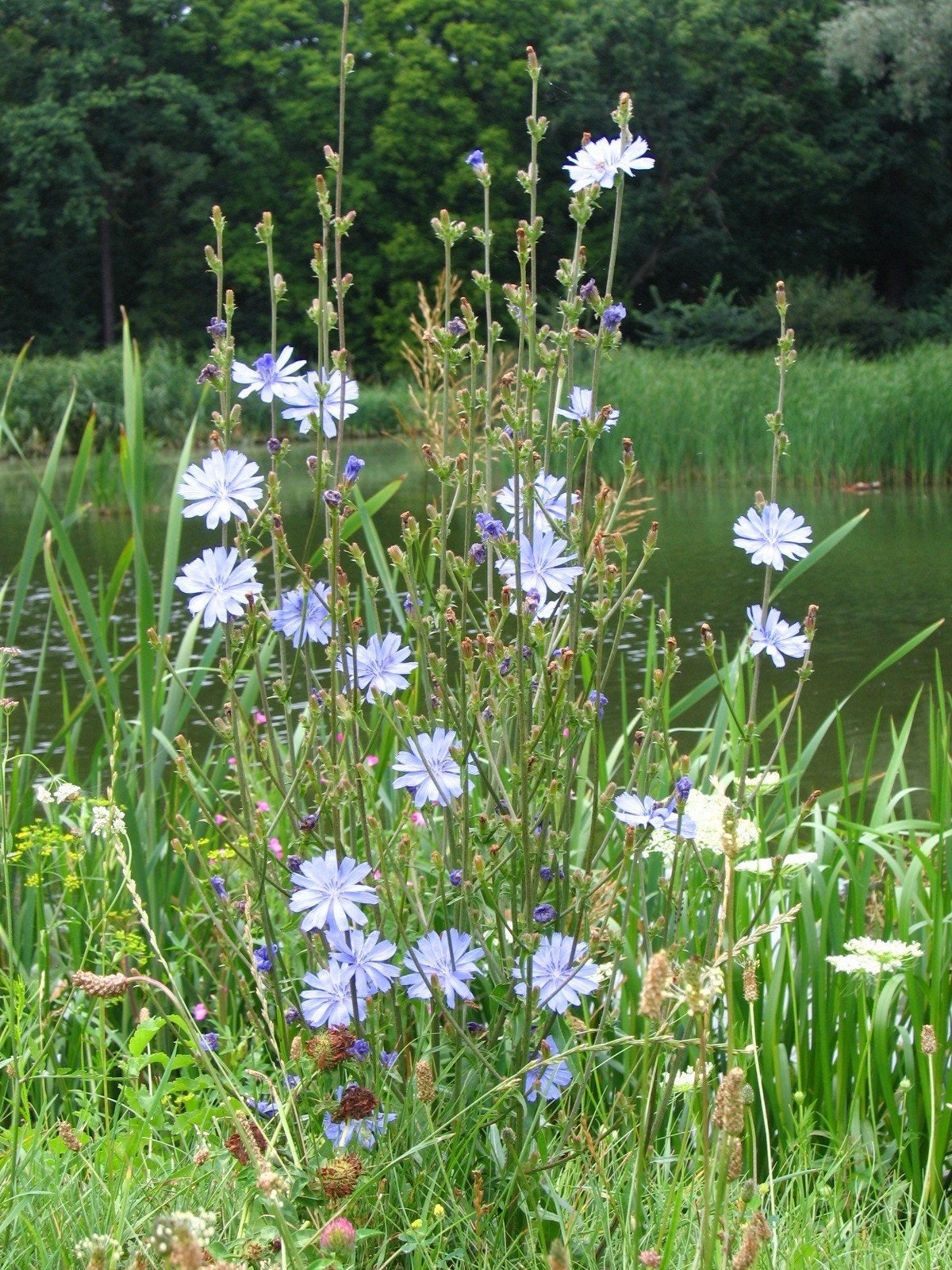 Uit de biologische moestuin: Wilde Chicorei, zaden, Ophalen of Verzenden, Najaar, Volle zon, Zaad