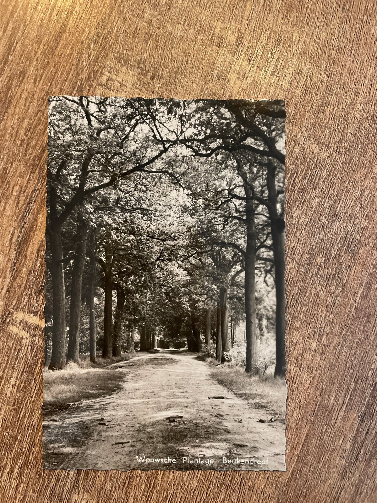 Oude ansichtkaart: Wouwse Plantage, Beukendreef (1961), Ophalen of Verzenden, 1960 tot 1980, Gelopen, Noord-Brabant