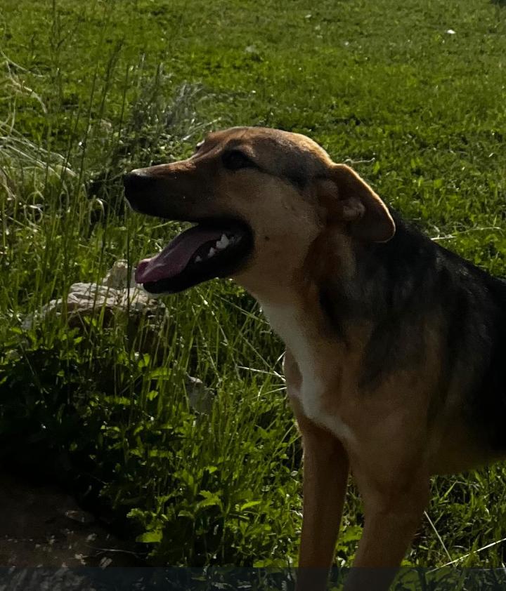 Obi zoekt liefdevol thuis, Dieren en Toebehoren, Honden | Niet-rashonden, Particulier, 15 weken tot 1 jaar, Buitenland, Teef